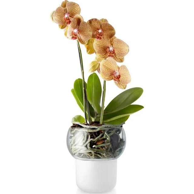 Macetero para Orquideas Autoregante