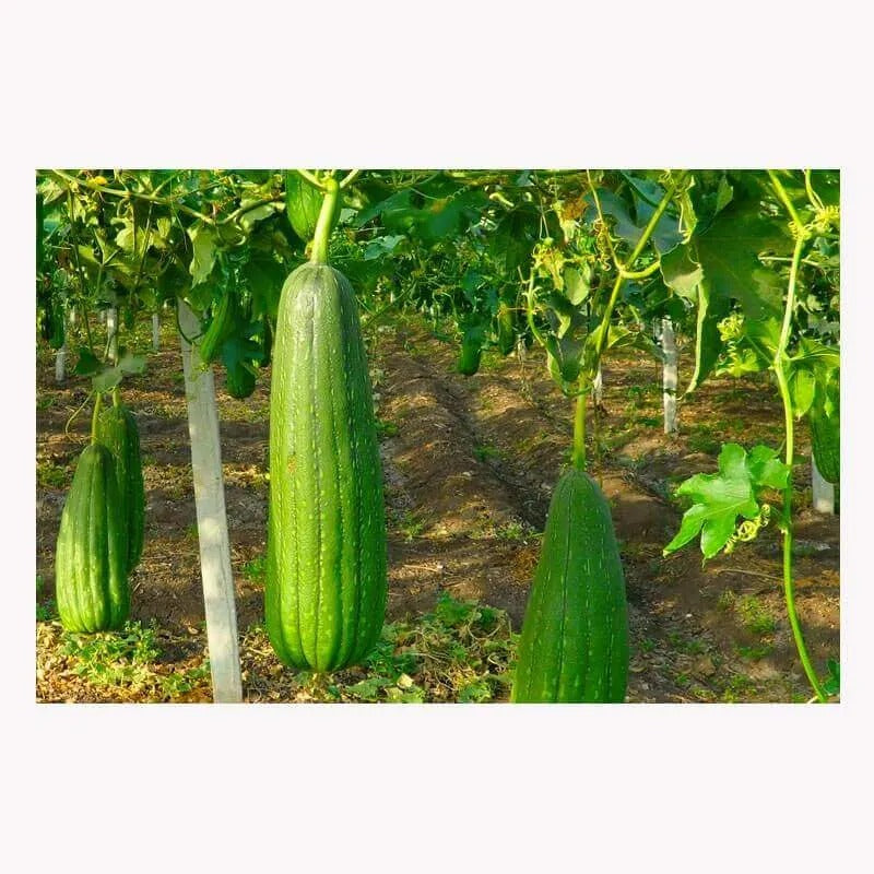 Esponja Vegetal Lufa Mediana