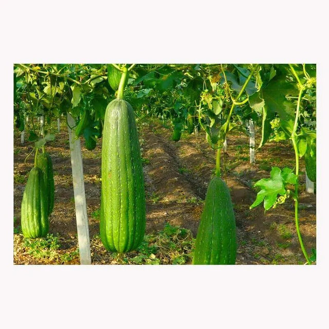 Esponja Vegetal Lufa Mediana