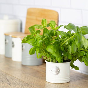 Contenedor Hierba Crema