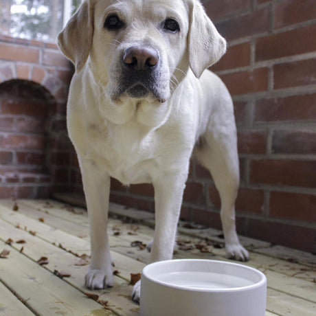 Plato Concreto Mediano Para Agua de Mascotas