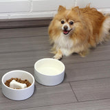 Plato Concreto Mediano Para Comida de Mascotas